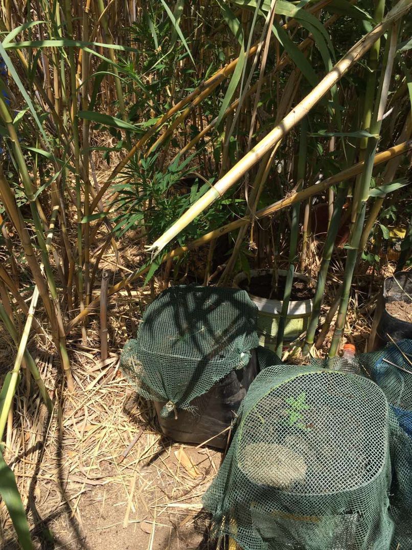 kanavi kalamiones 02