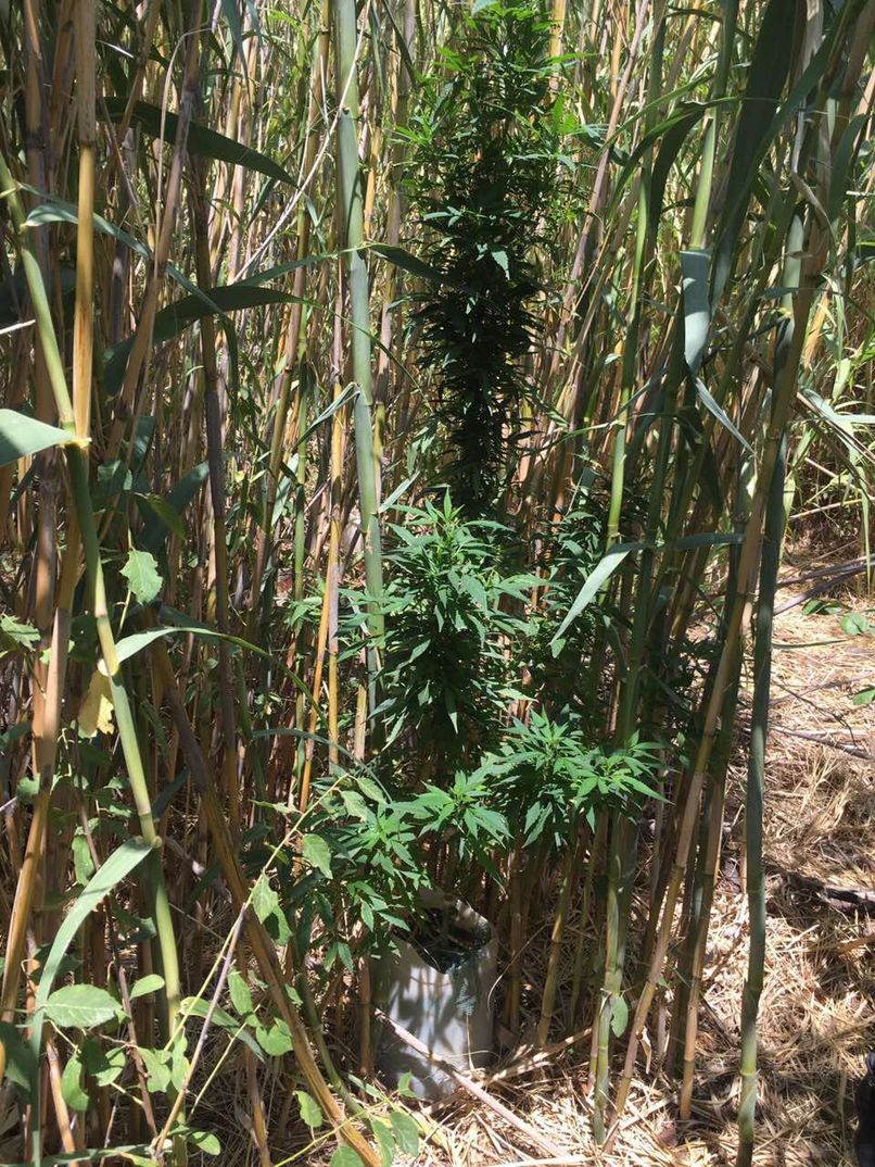 kanavi kalamiones 03