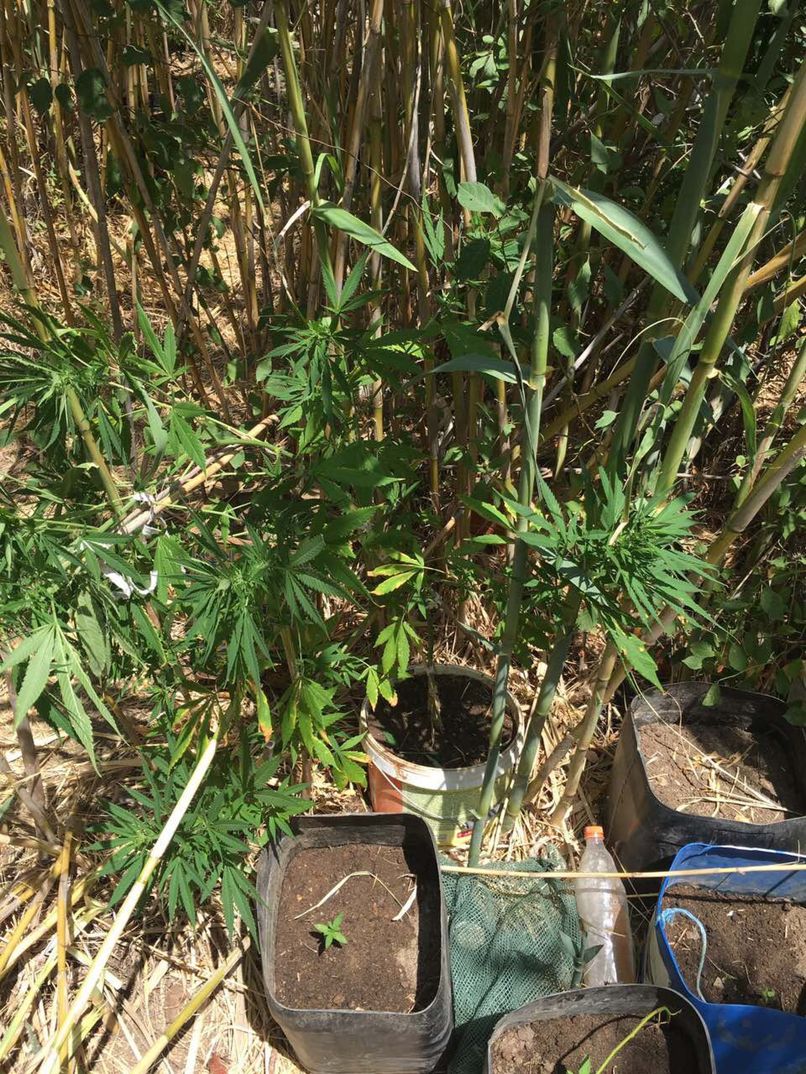 kanavi kalamiones 04