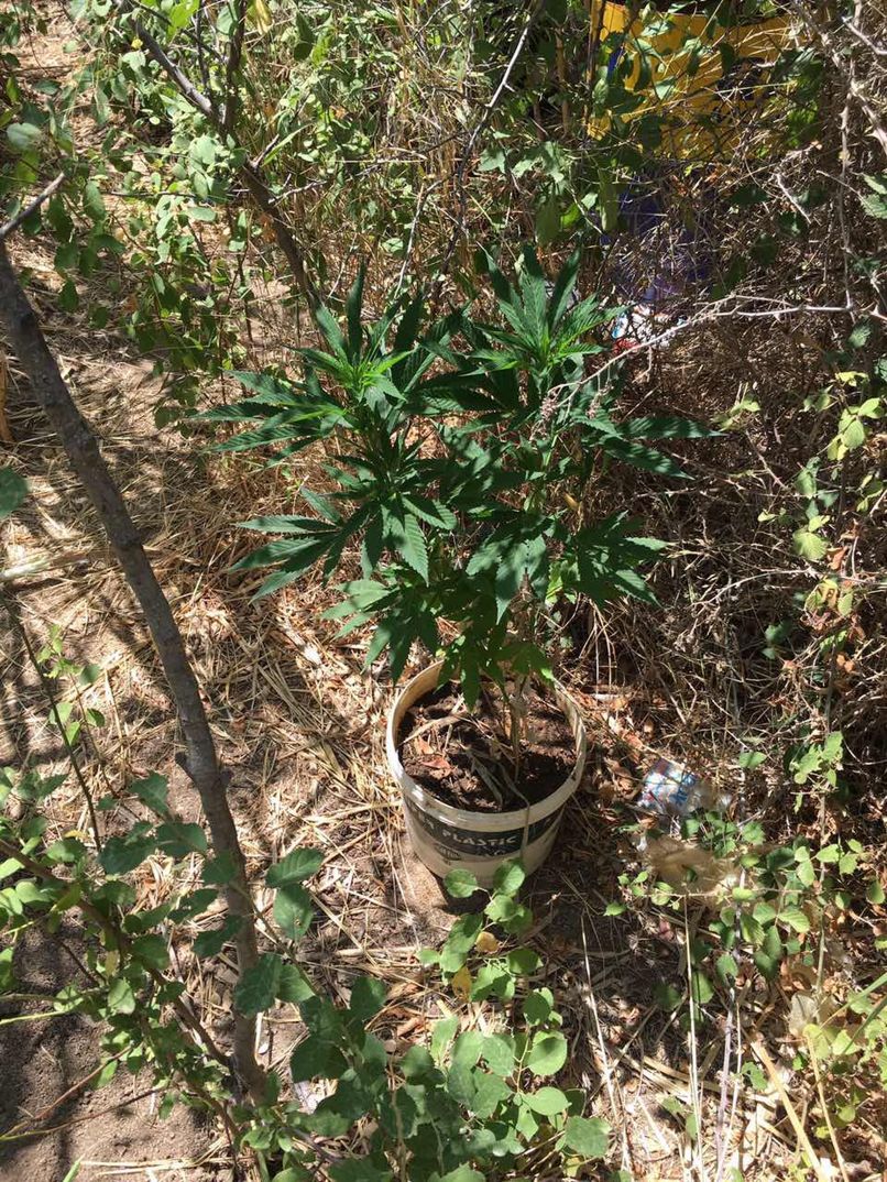 kanavi kalamiones 05