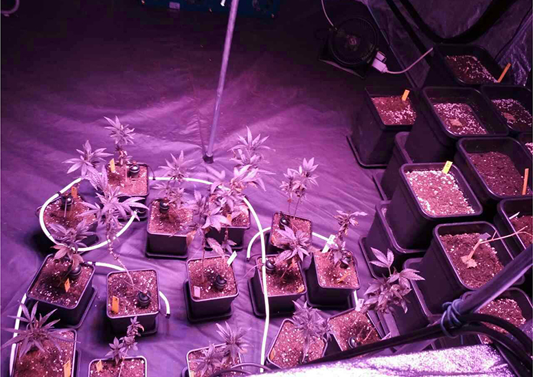 kannabi ioylios 2017 sifnos 3