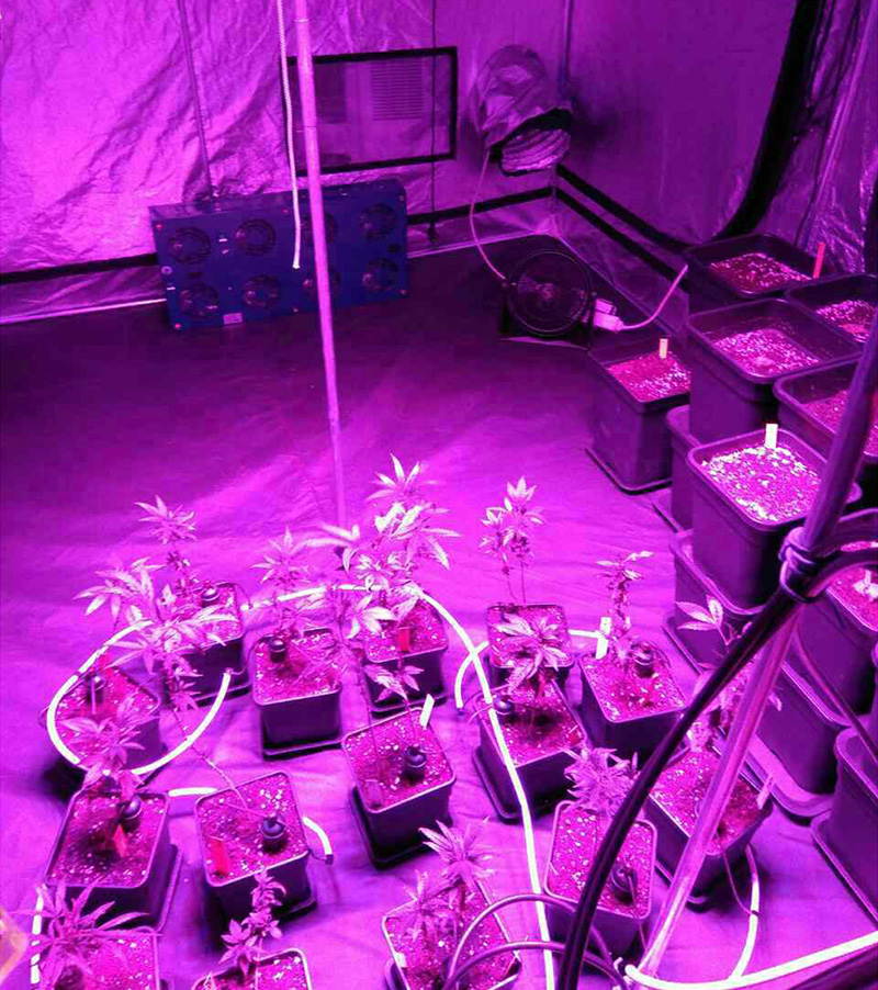 kannabi ioylios 2017 sifnos 4