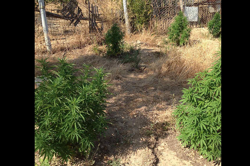 paros kalliergeia kannabis 2