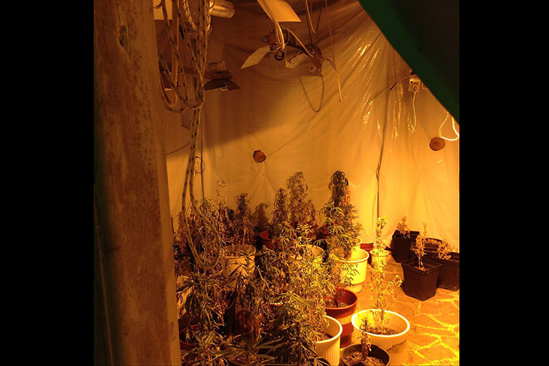 paros kalliergeia kannabis 4