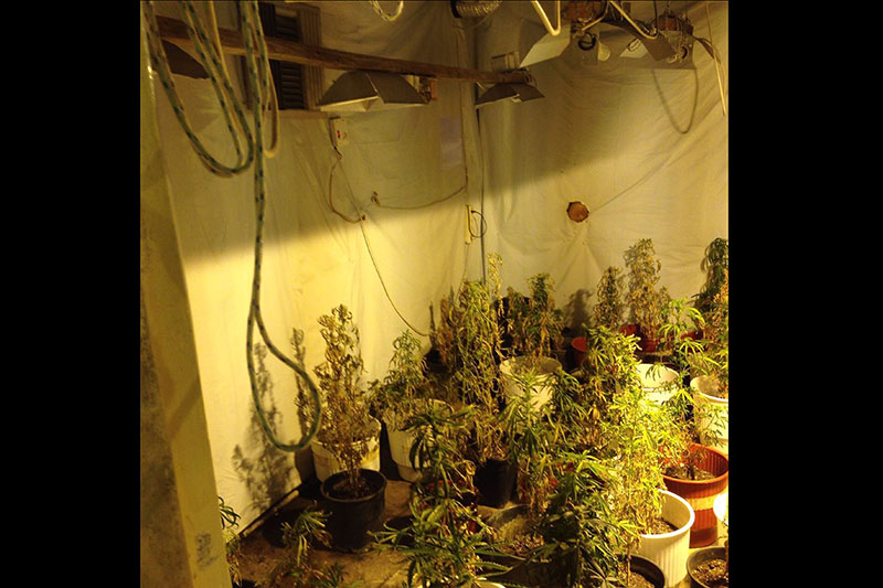 paros kalliergeia kannabis 5