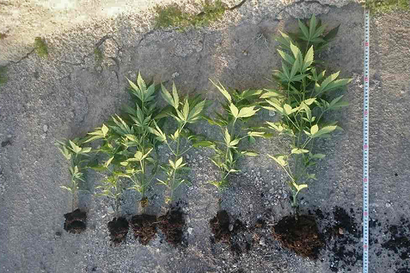 narkotika santorini maios 2017 3