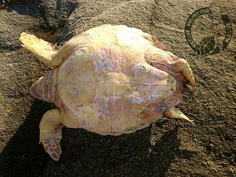 16h nekri caretta aygoystos 2017 2