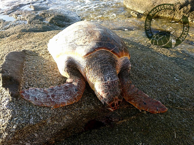 16h nekri caretta aygoystos 2017 3