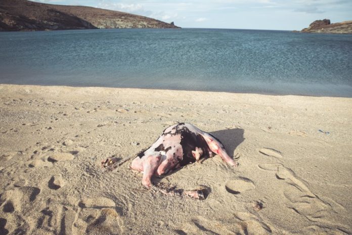 agelada tinos nekri 696x464