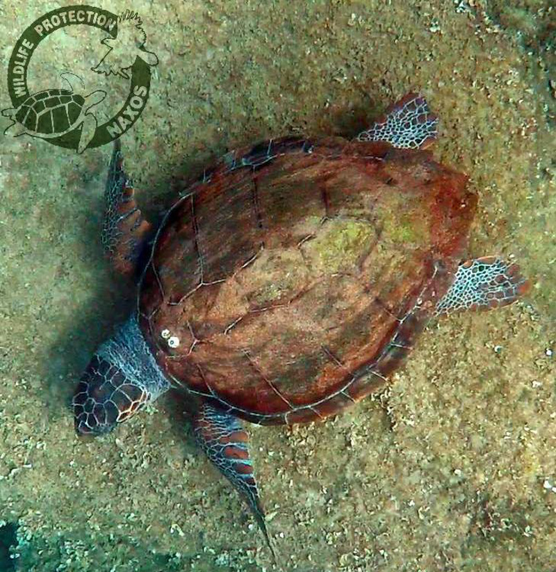 caretta nekri prokopis 1