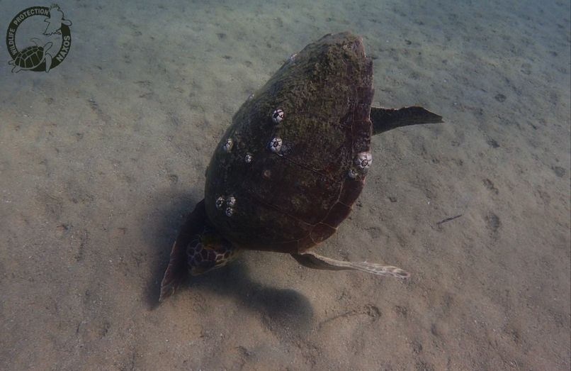 caretta travma kefali 00