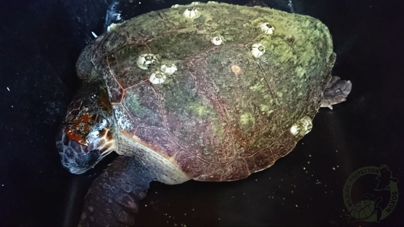 caretta travma kefali 01