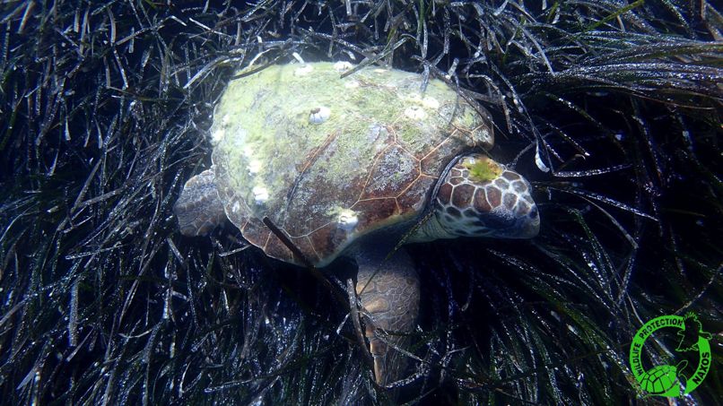 caretta travma kefali 02