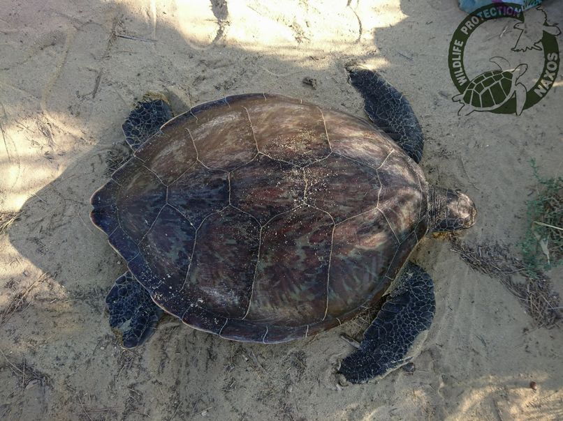 diasosi prasinis xelonas 01