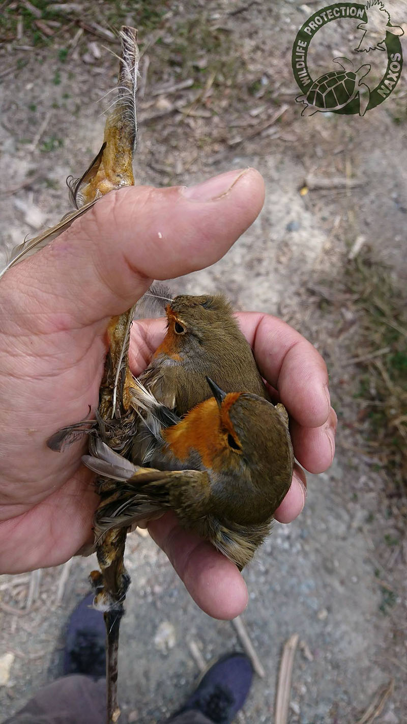 potamia noembrios 2017 3