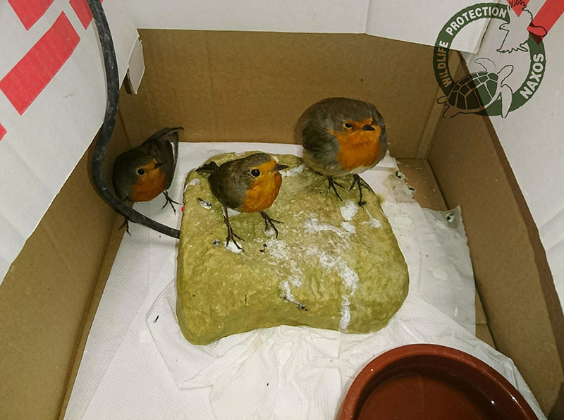 potamia noembrios 2017 4