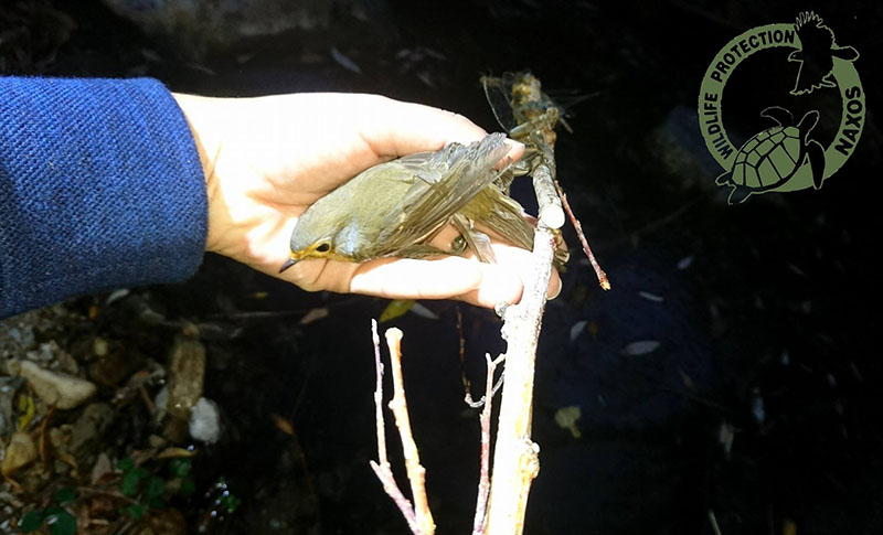 potamia noembrios 2017 6