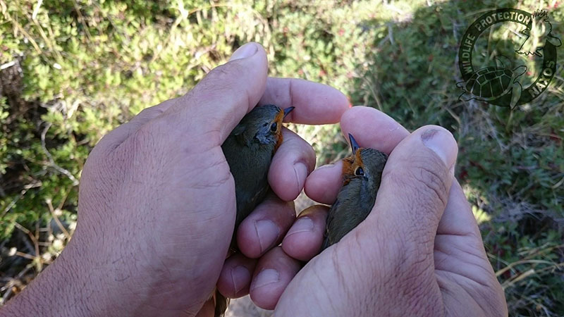 potamia noembrios 2017 7