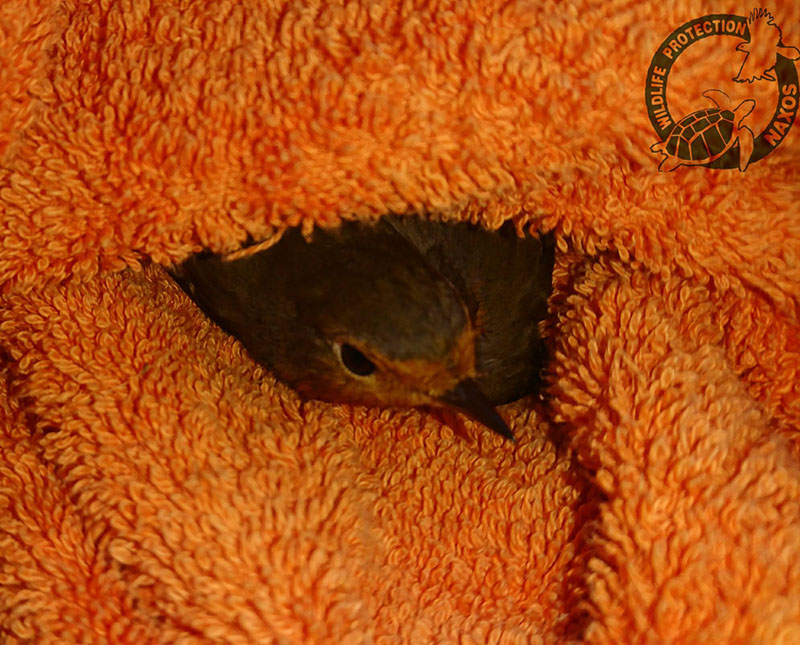 potamia noembrios 2017 8