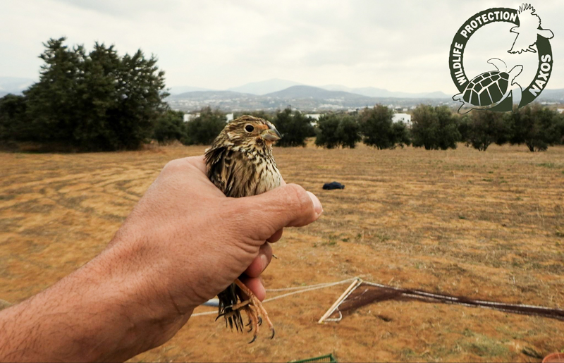 poulia pagideymena 10