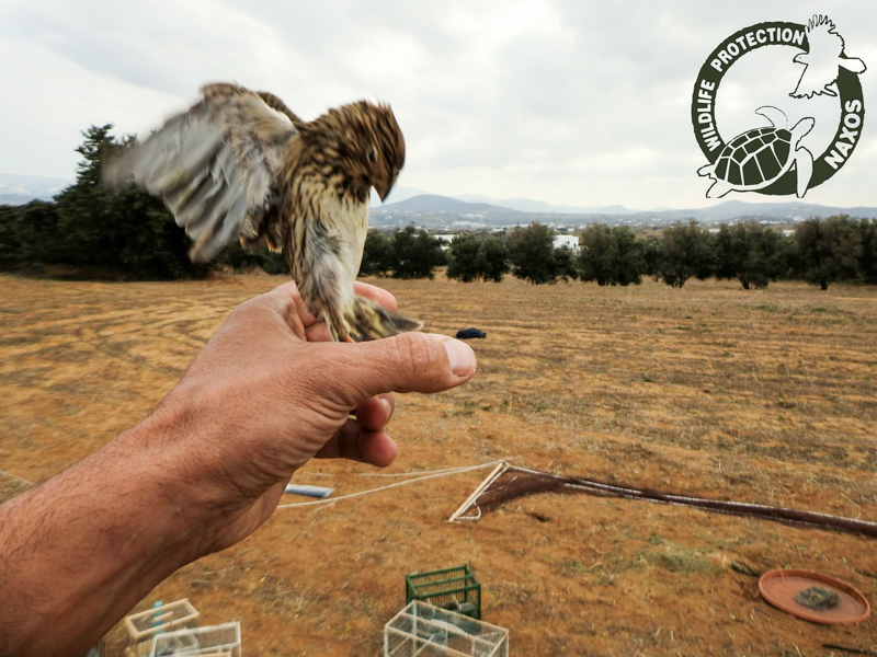 poulia pagideymena 11