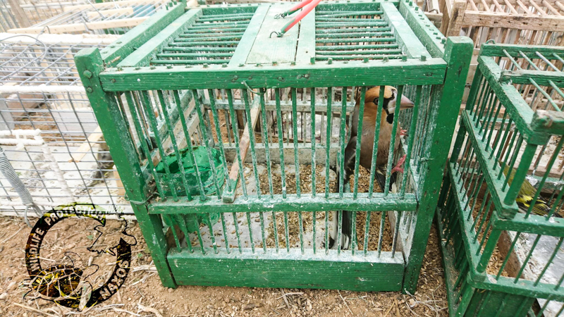 poulia pagideymena 6