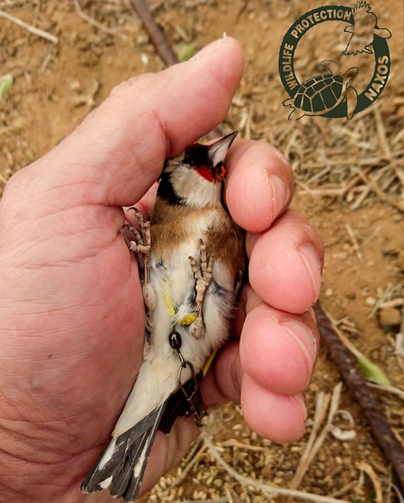 poulia pagideymena 7