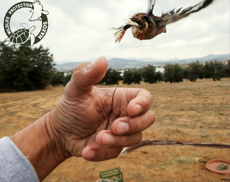 poulia pagideymena 9