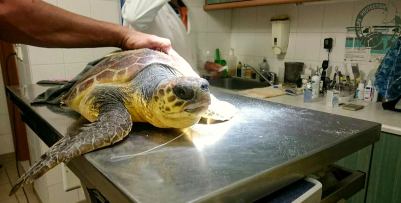 caretta diasosi vasalakis 2