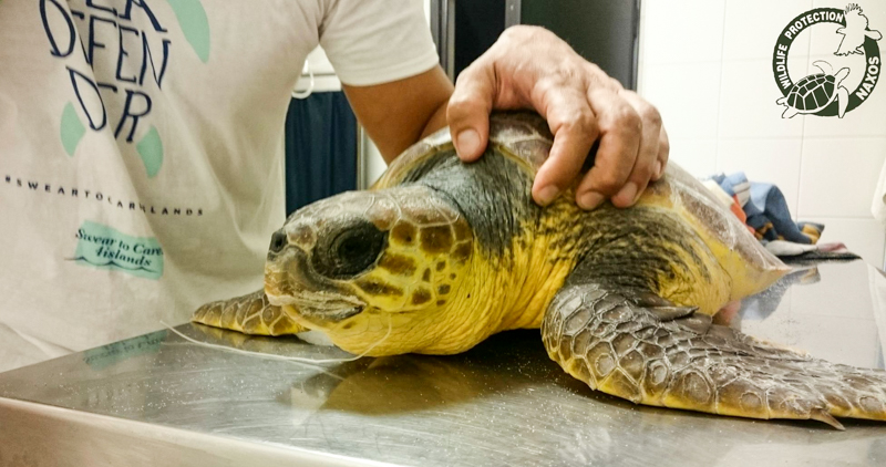 caretta diasosi vasalakis 3