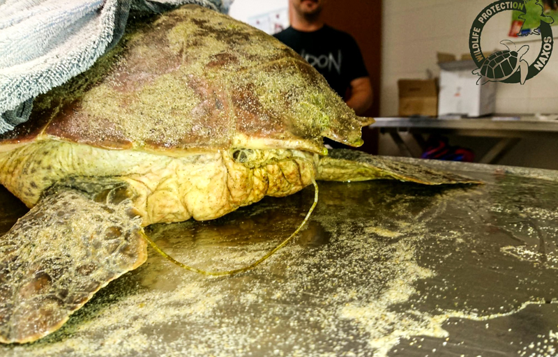 caretta diasosi vasalakis 4