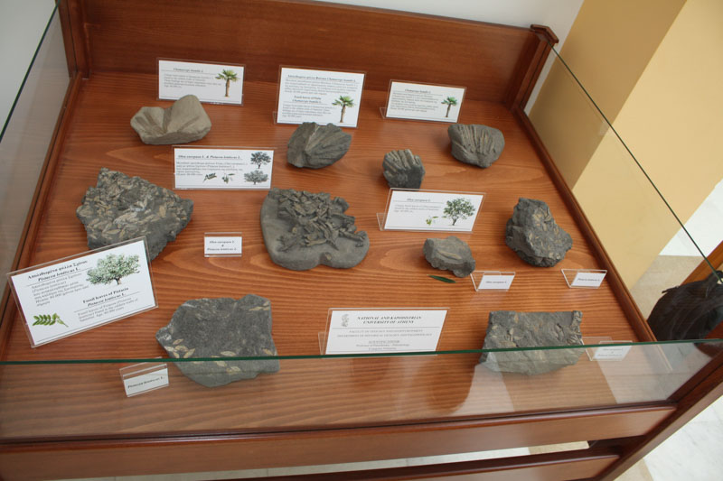 dorea apolithomata dimos 1