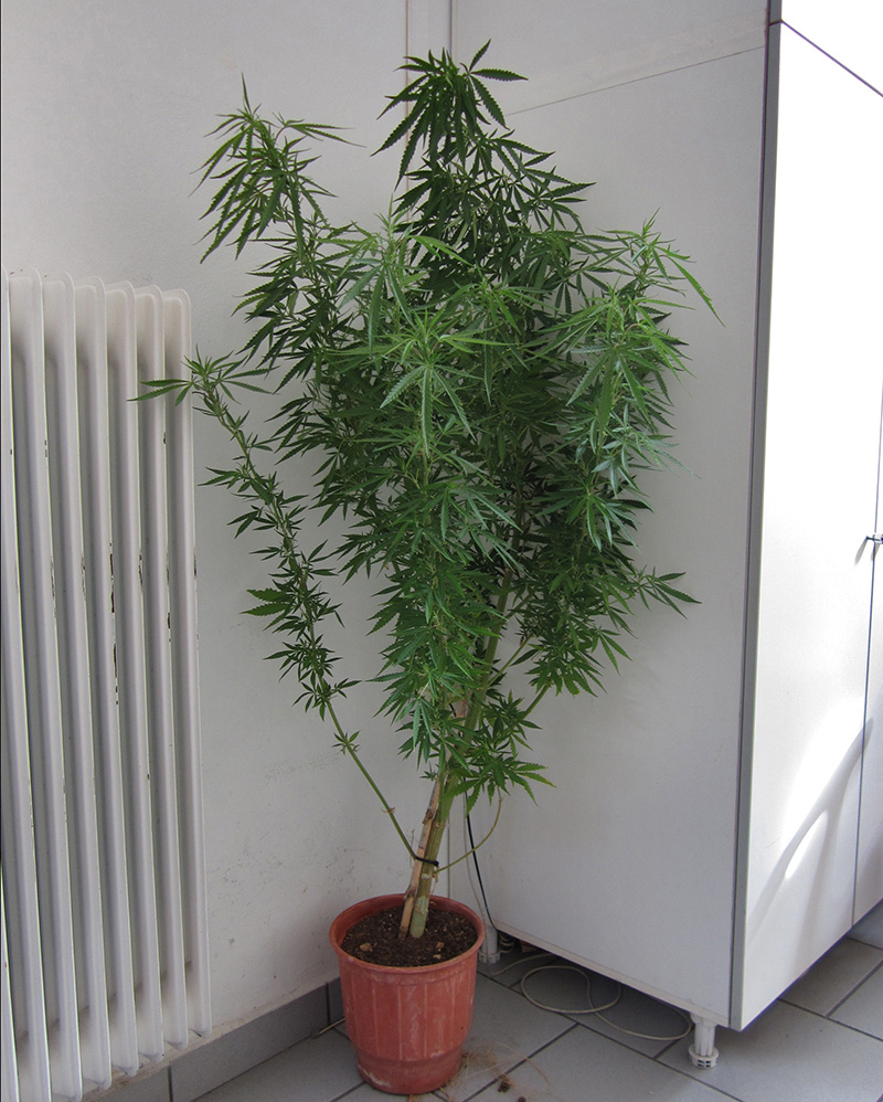 narkotika opla syros ioylios 2017 2