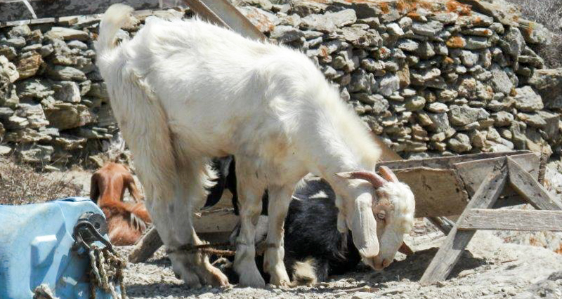 pastouroma katsiki 61