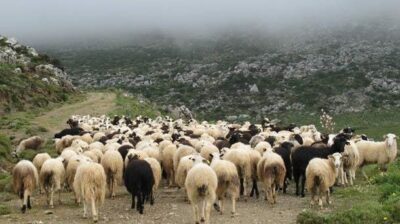 Μέτρα σε Άνδρο και Τήνο για την αντιμετώπιση της ευλογιάς των αιγοπροβάτων