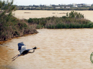 erodios apeleyherosi 4