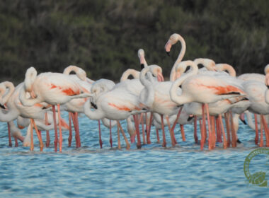 flamingo mikri vigla 6