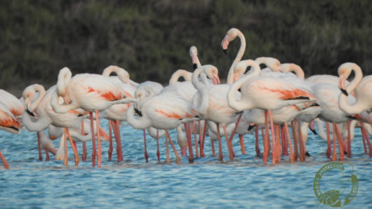 flamingo mikri vigla 6