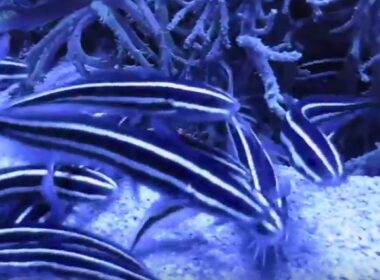 psari pilotus lineatus