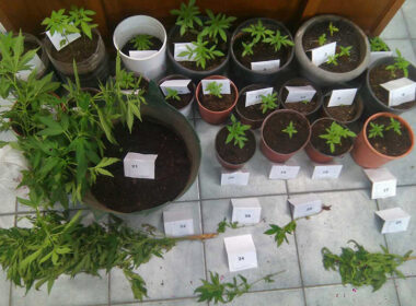 narkotika santorini maios 2017 1