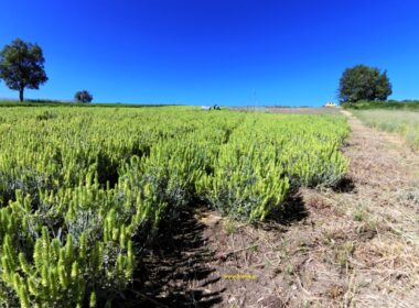 viologiki kaliergeia