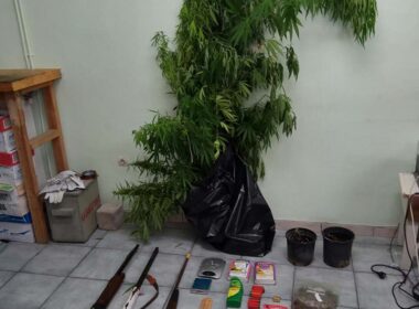 dendryllia santorini ioylios 2017 2