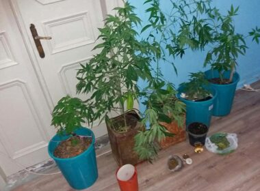 kalliergeia kannabis kalymons ioylios 2017