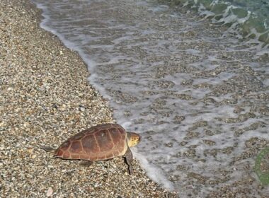 apeleytherosi vageli 7