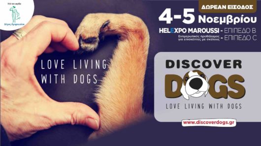 discover dogs 1