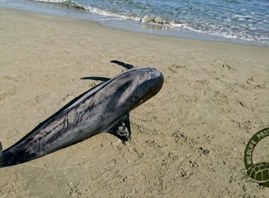 nekro delphini pili ammos 1