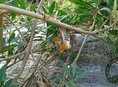 potamia noembrios 2017 2