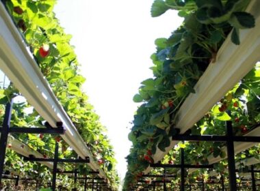 ydroponiki monada paragogis