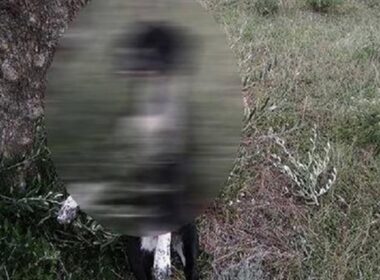 skylos kremasmenos karpathos