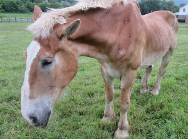 alogo egkateleimmeno